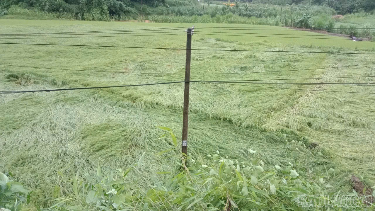 Nhiều diện tích lúa, hoa màu bị ảnh hưởng. baolaocai-br_img-8461.jpg