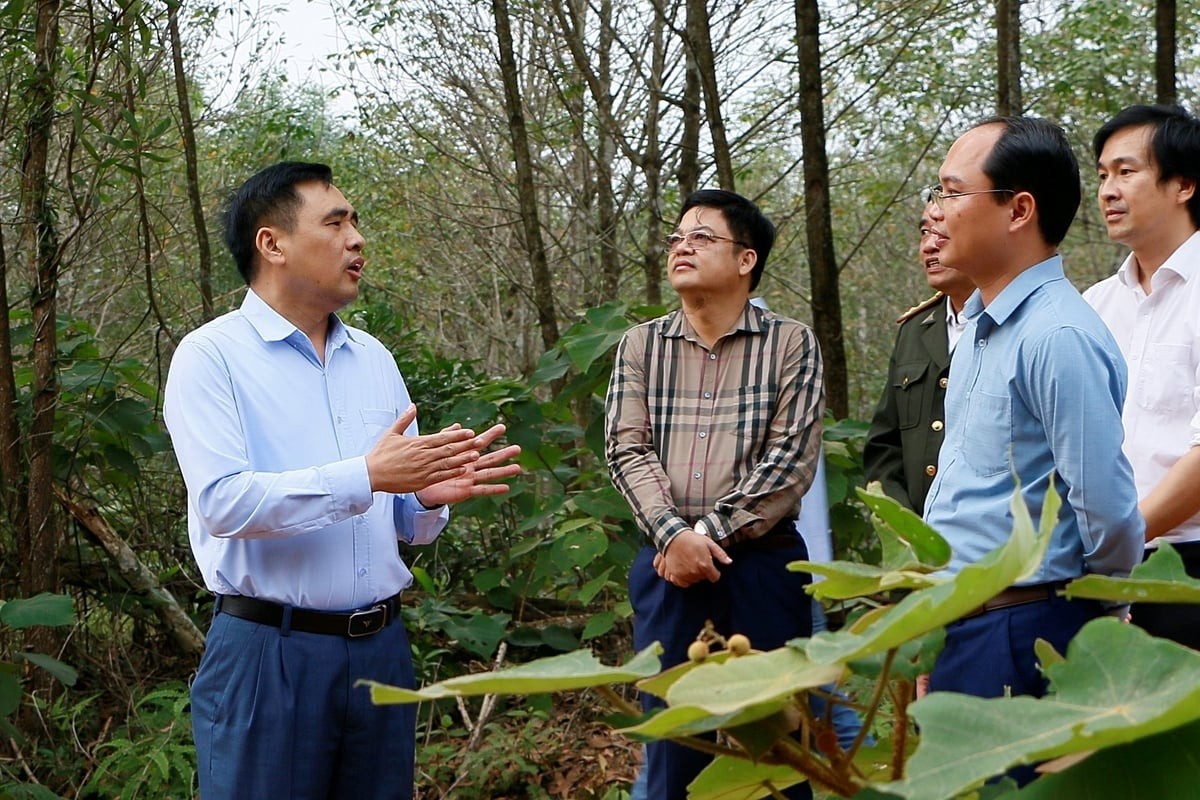 Thứ trưởng Nguyễn Quốc Trị kiểm tra rừng trồng nguyên liệu.