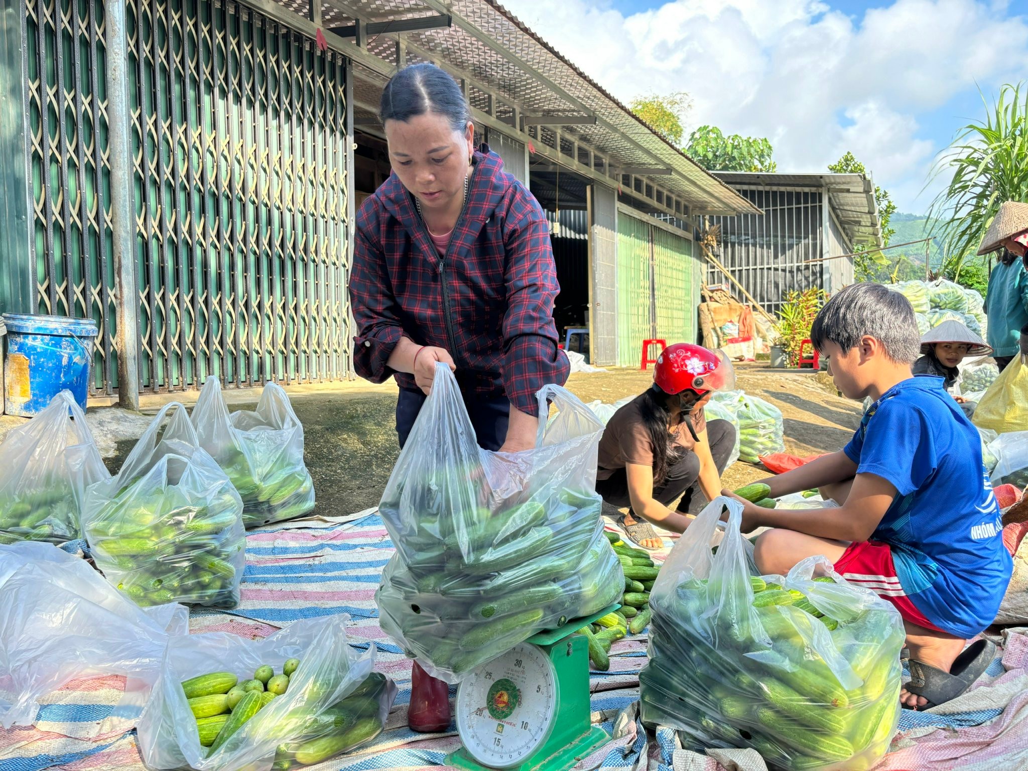 អ្នកស្រី ដេប គឺជាគ្រួសារមួយក្នុងចំណោមគ្រួសារដំបូងគេដែលចូលរួមក្នុងគំរូដាំដុះផ្លែឪឡឹក។ day-la-vu-thu-2-chi-ma-thi-dep-ban-muong-kem-xa-nghia-do-tham-gia-mo-hinh-trong-dua-lien-ket.jpg