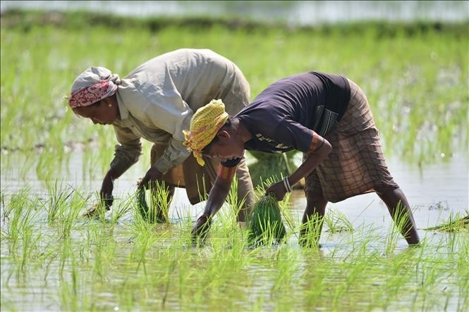 Nông dân cấy lúa trên cánh đồng ở Nagaon, bang Assam, Ấn Độ. gaoad.jpg