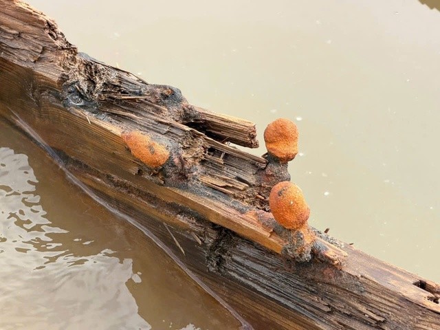 Thân tàu một số nơi đã bị mục