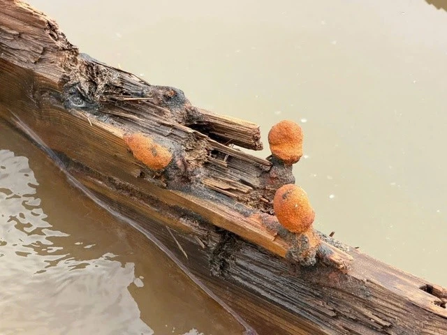 Thân tàu một số nơi đã bị mục