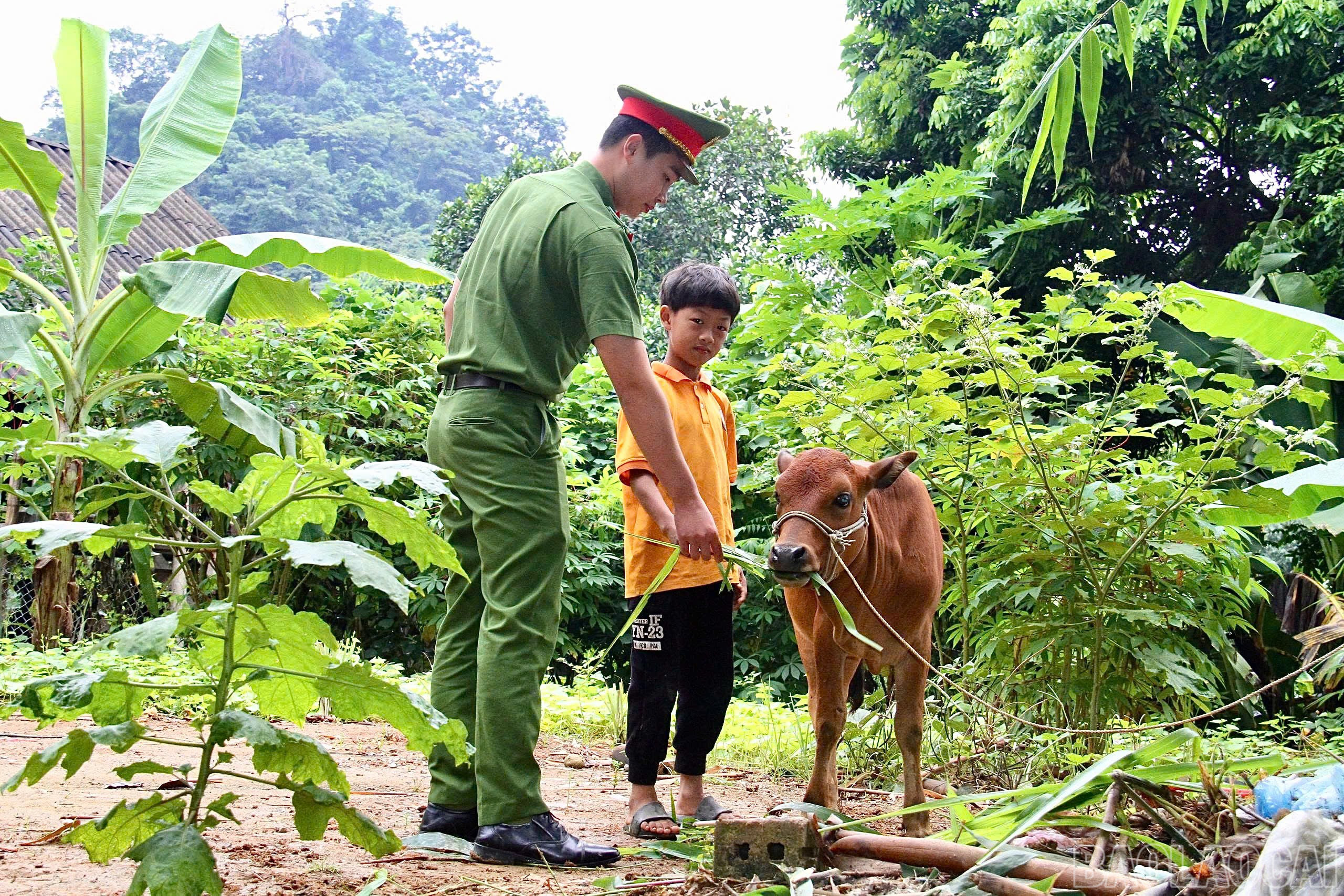 Con bò giống không chỉ là tài sản quý giá, mà còn là động lực để em D. và gia đình phát triển kinh tế, ổn định cuộc sống, tiếp tục con đường học tập. baolaocai-br_3.jpg