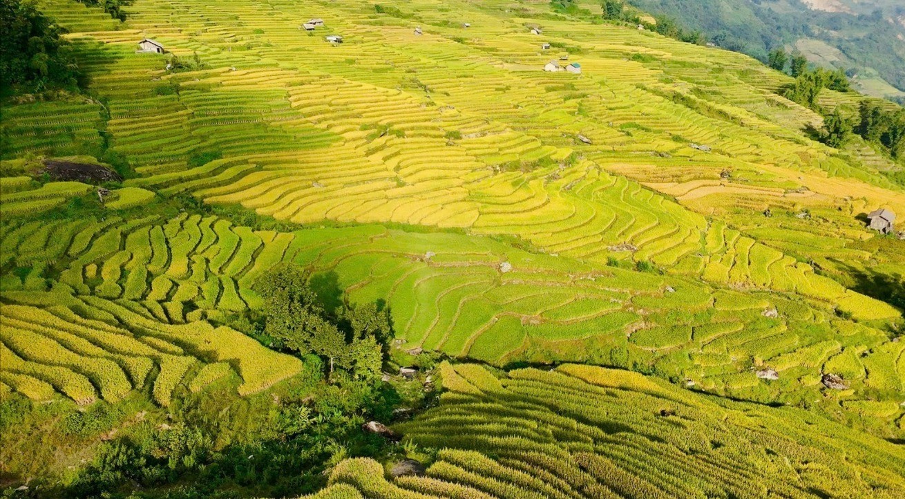 Từ lâu, nơi đây đã nổi tiếng với khung cảnh hùng vĩ, những dải ruộng bậc thang nối tiếp nhau như những nấc thang vươn lên trời xanh, đặc biệt rực rỡ vào mùa lúa chín tháng 9. yty2-7852.jpg