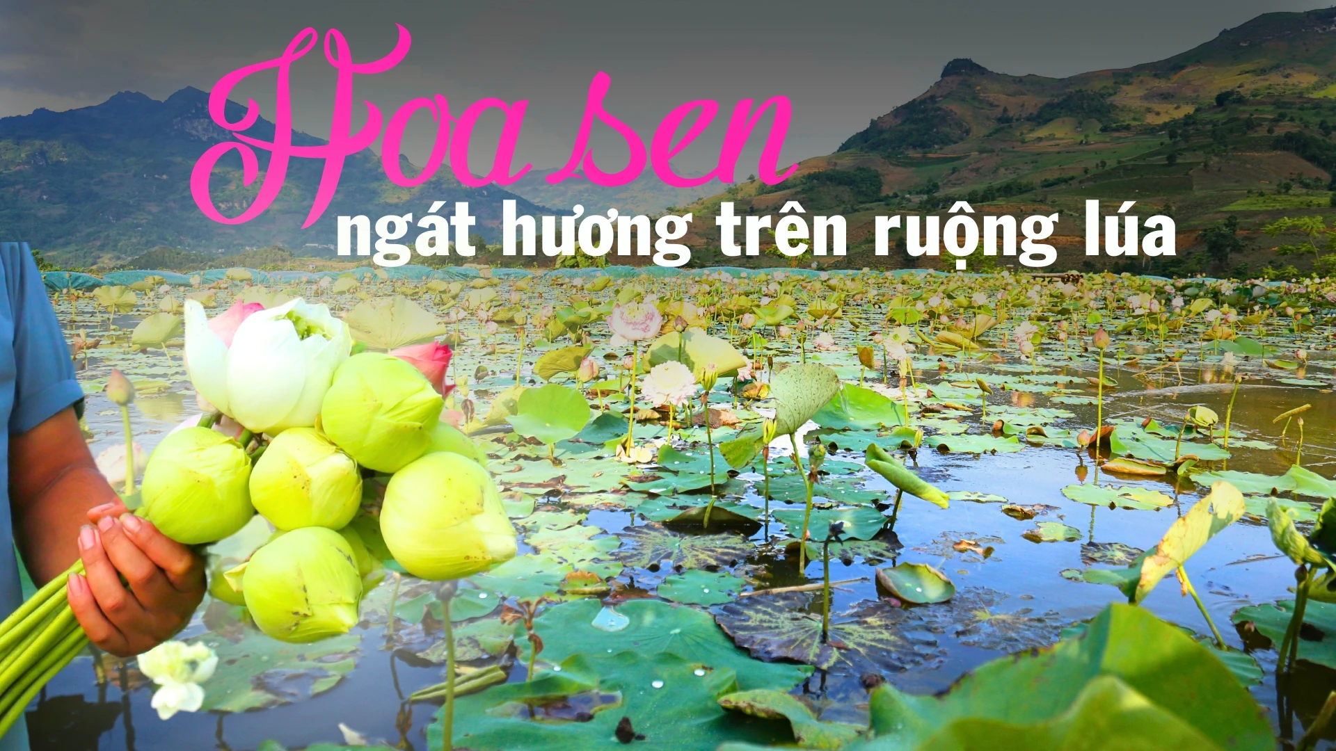 Hoa sen ngát hương trên ruộng lúa