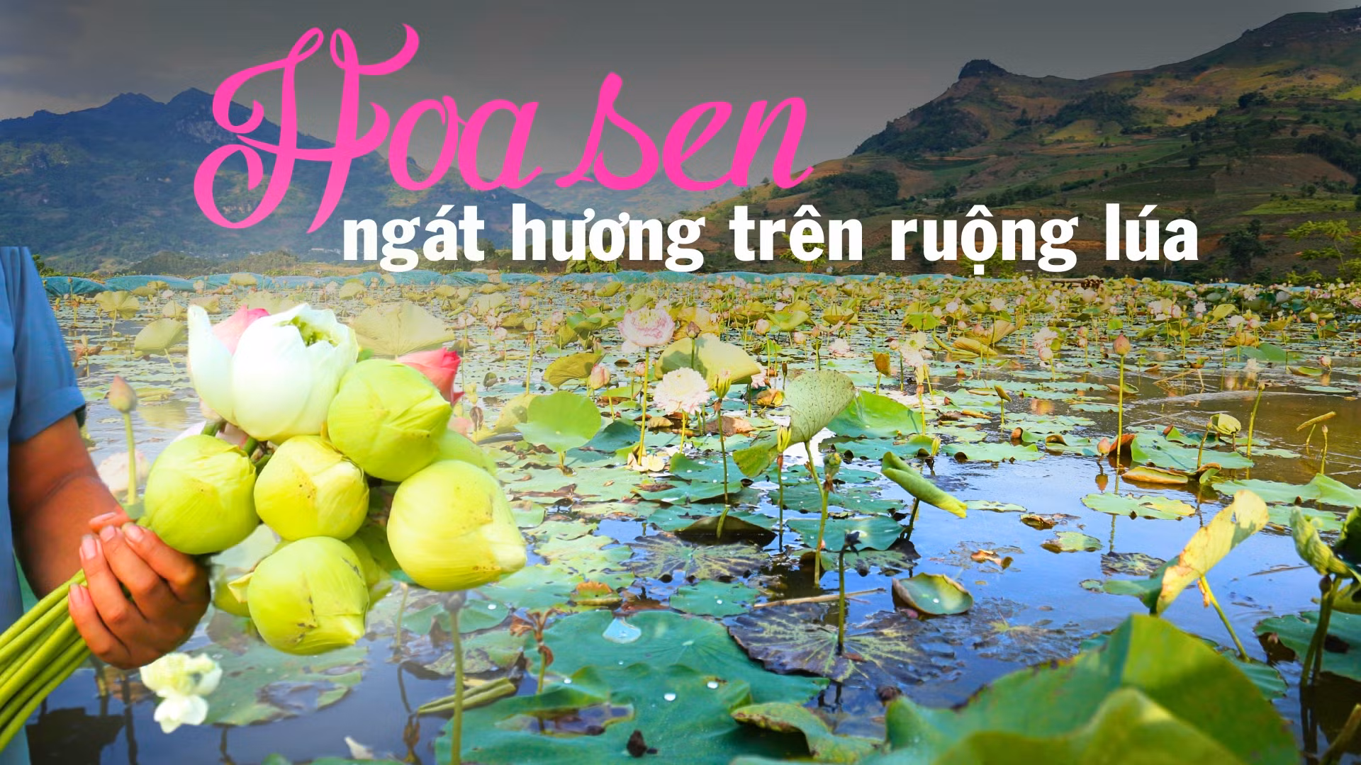 Hoa sen ngát hương trên ruộng lúa