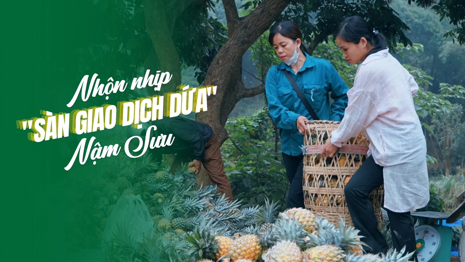 Nhộn nhịp "sàn giao dịch" dứa Nậm Sưu