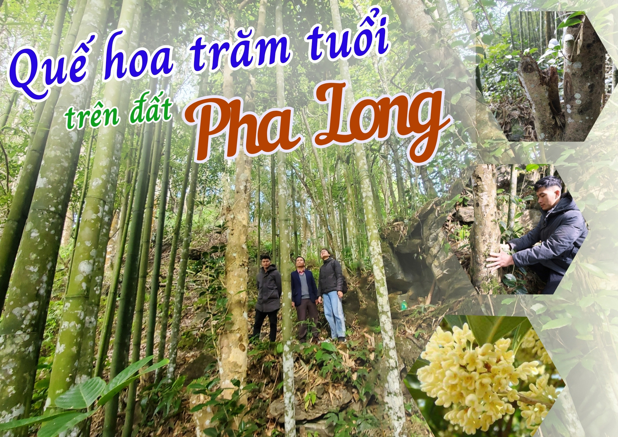 Quế hoa trăm tuổi trên đất Pha Long