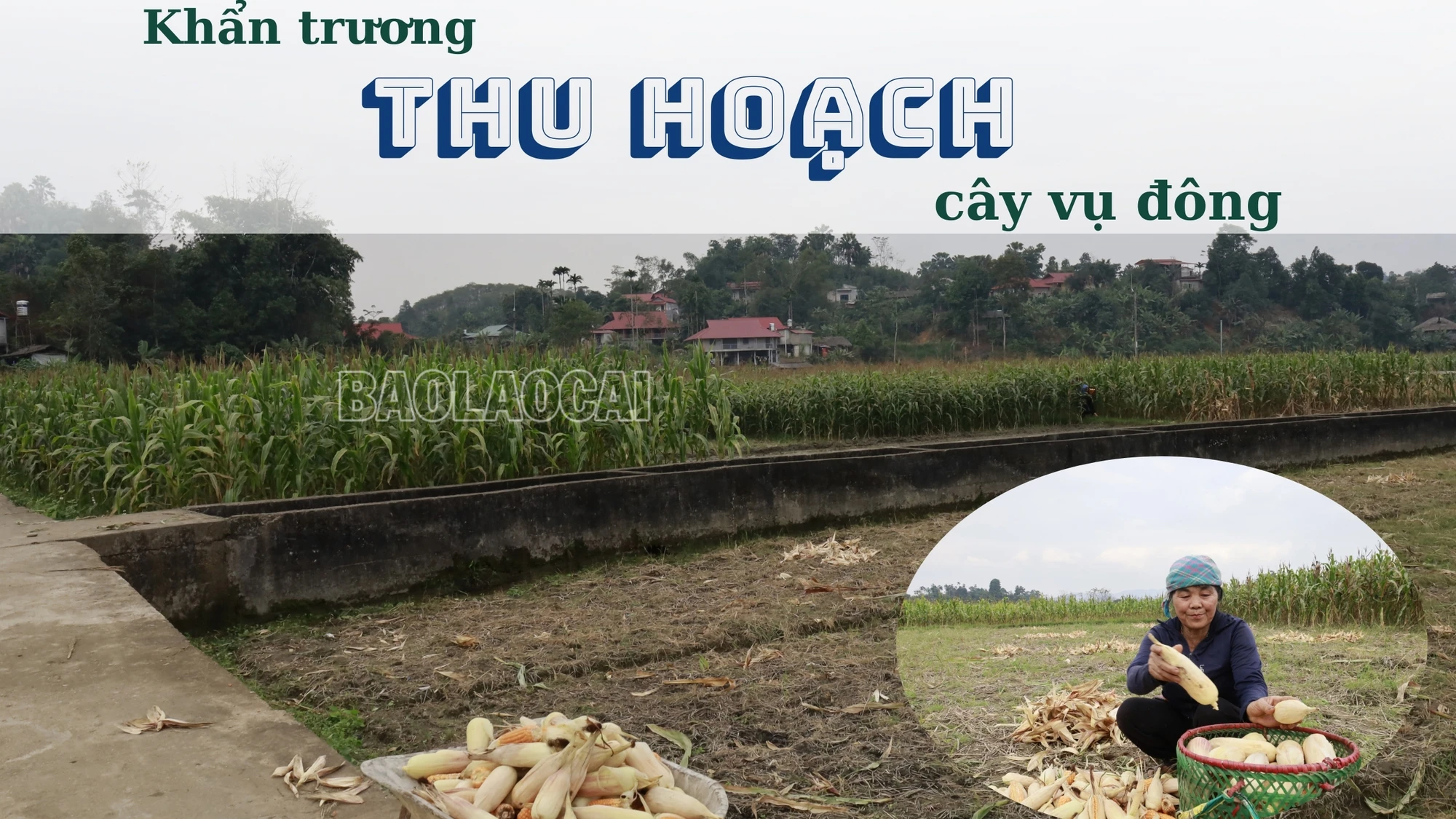 Khẩn trương thu hoạch cây vụ đông