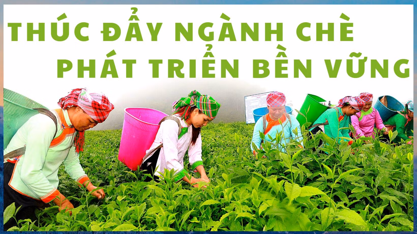 Thúc đẩy ngành chè phát triển bền vững