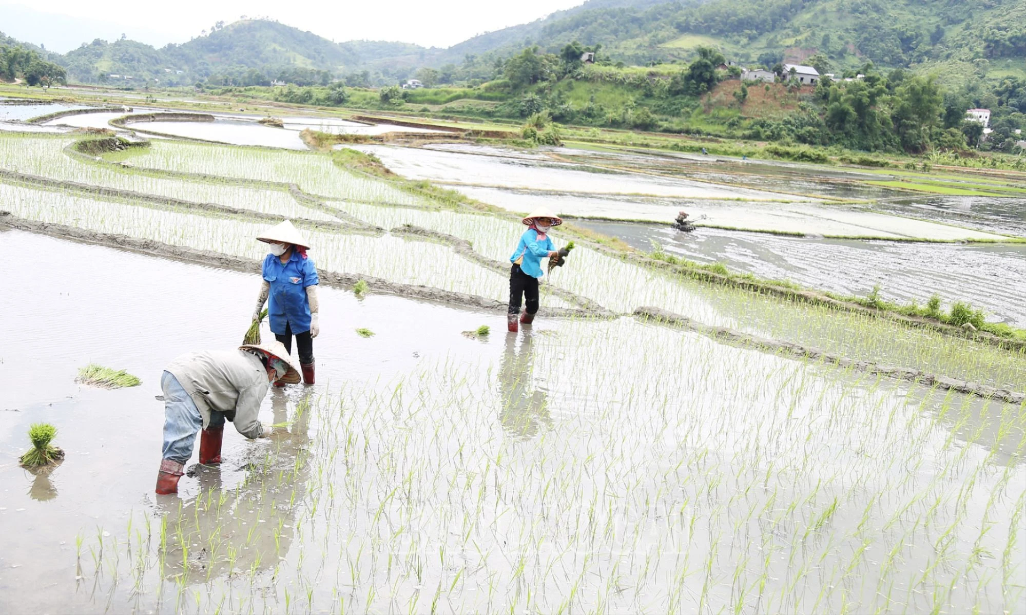 Nông dân Mường Vi xuống đồng gieo cấy lúa Séng cù vụ mới