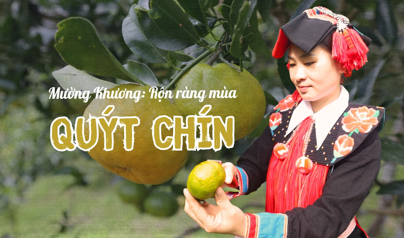 Mường Khương: Rộn ràng mùa quýt chín