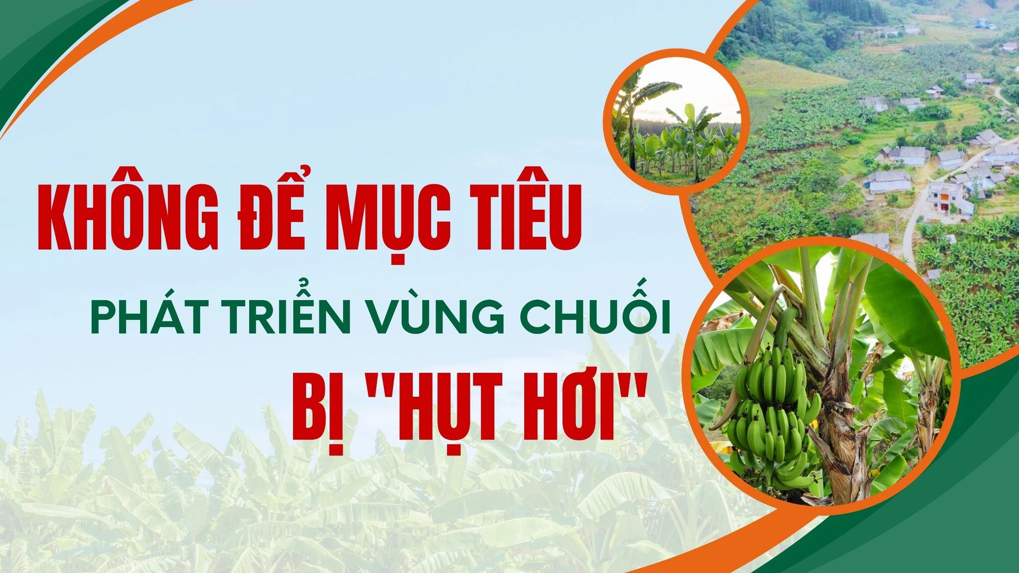 Không để mục tiêu phát triển vùng chuối bị “hụt hơi”