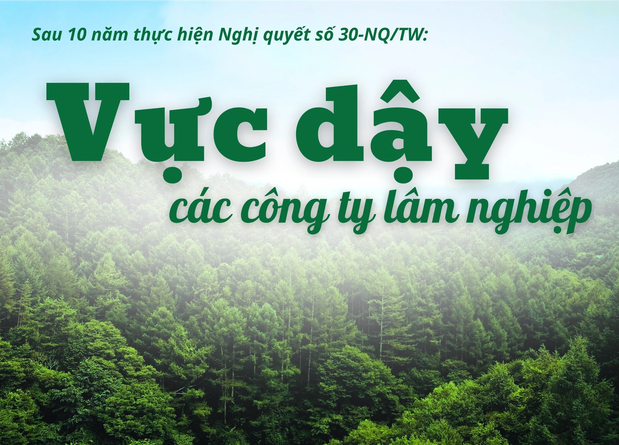 Vực dậy các công ty lâm nghiệp