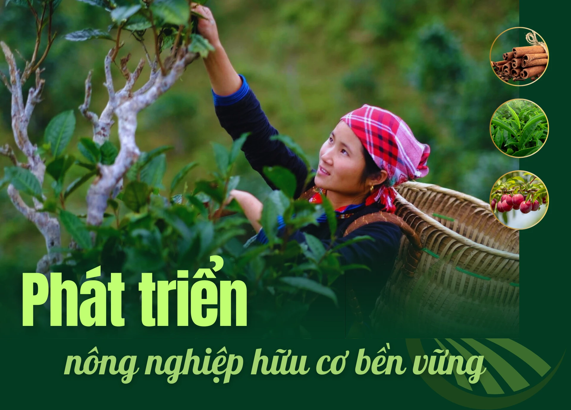 Phát triển sản xuất nông nghiệp hữu cơ bền vững