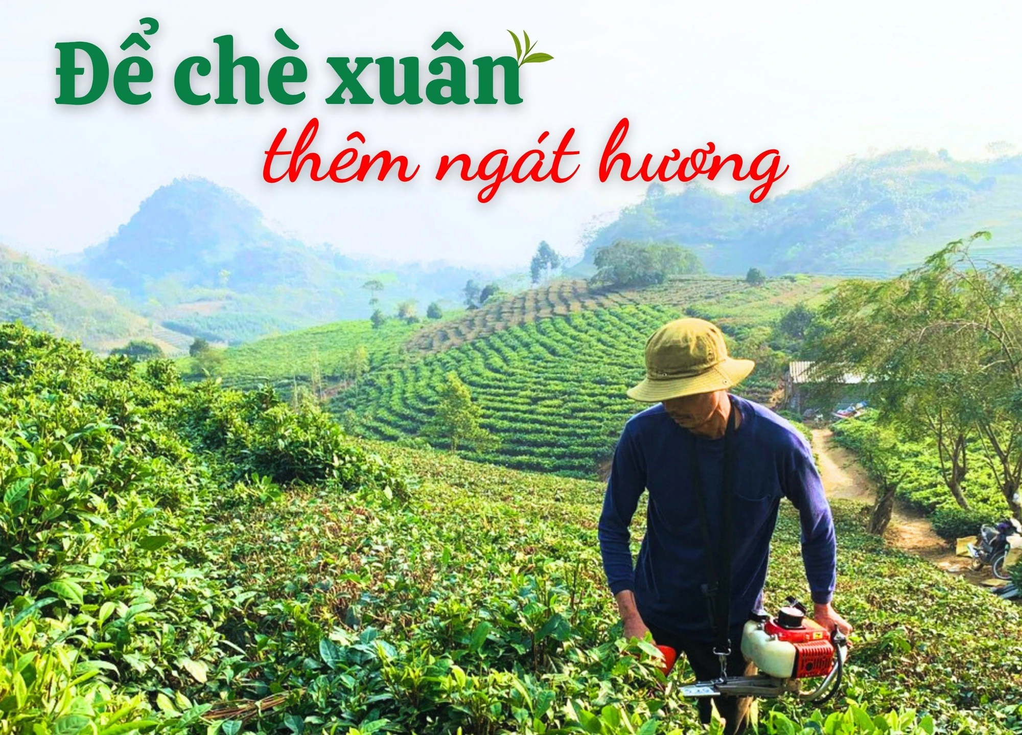 Để chè xuân ngát hương