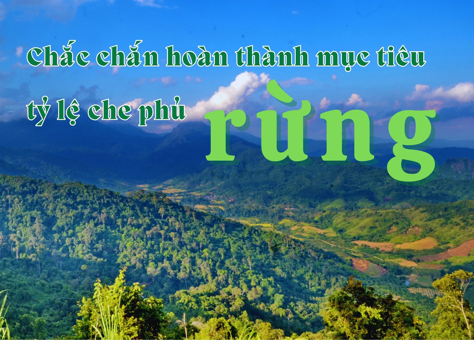 Chắc chắn hoàn thành mục tiêu tỷ lệ che phủ rừng