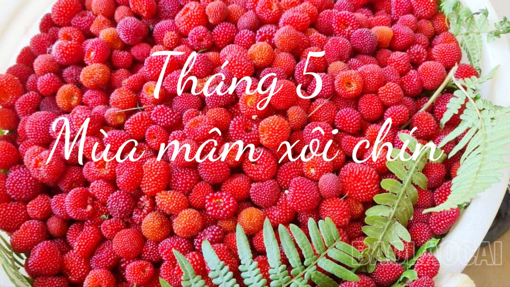 Tháng 5 mùa mâm xôi chín