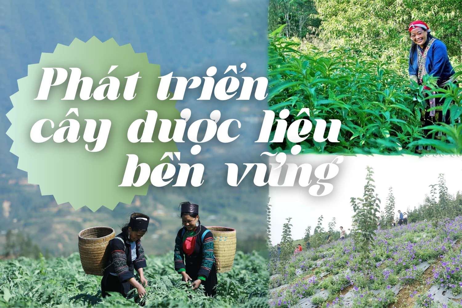 Phát triển cây dược liệu bền vững