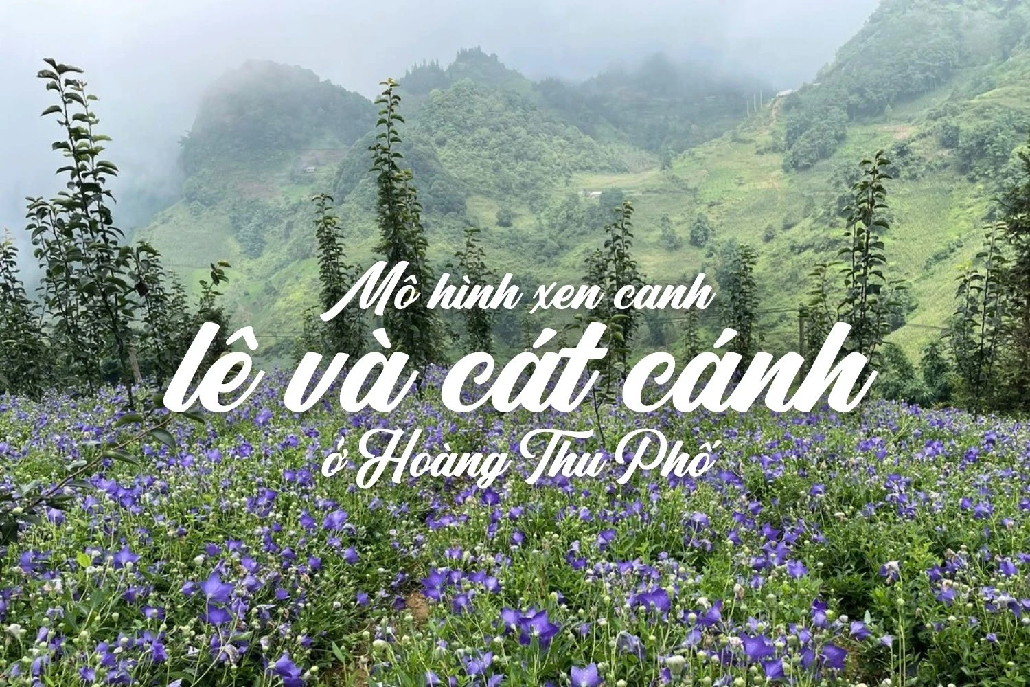 Mô hình xen canh lê và cát cánh ở Hoàng Thu Phố