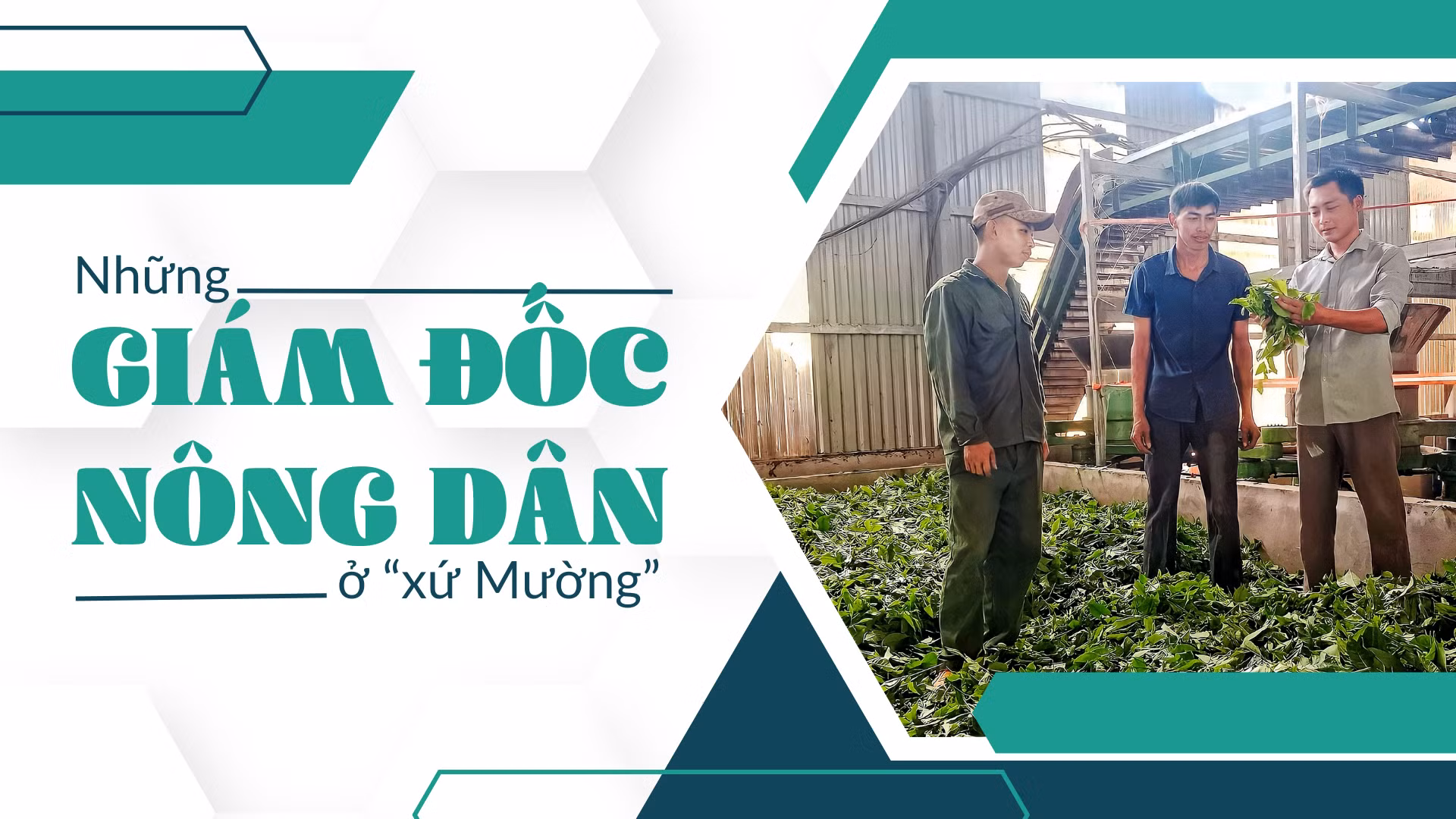Những giám đốc nông dân ở “xứ Mường”