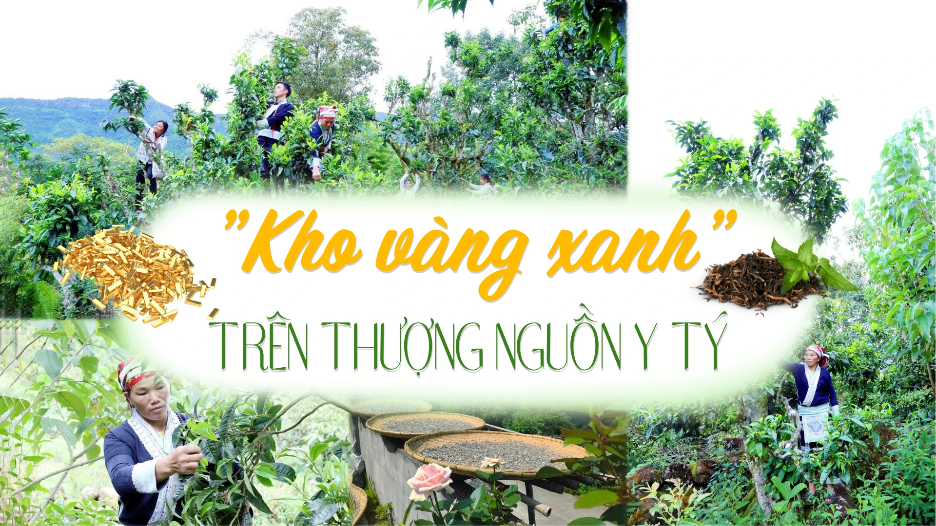 “Kho vàng xanh” trên thượng nguồn Y Tý