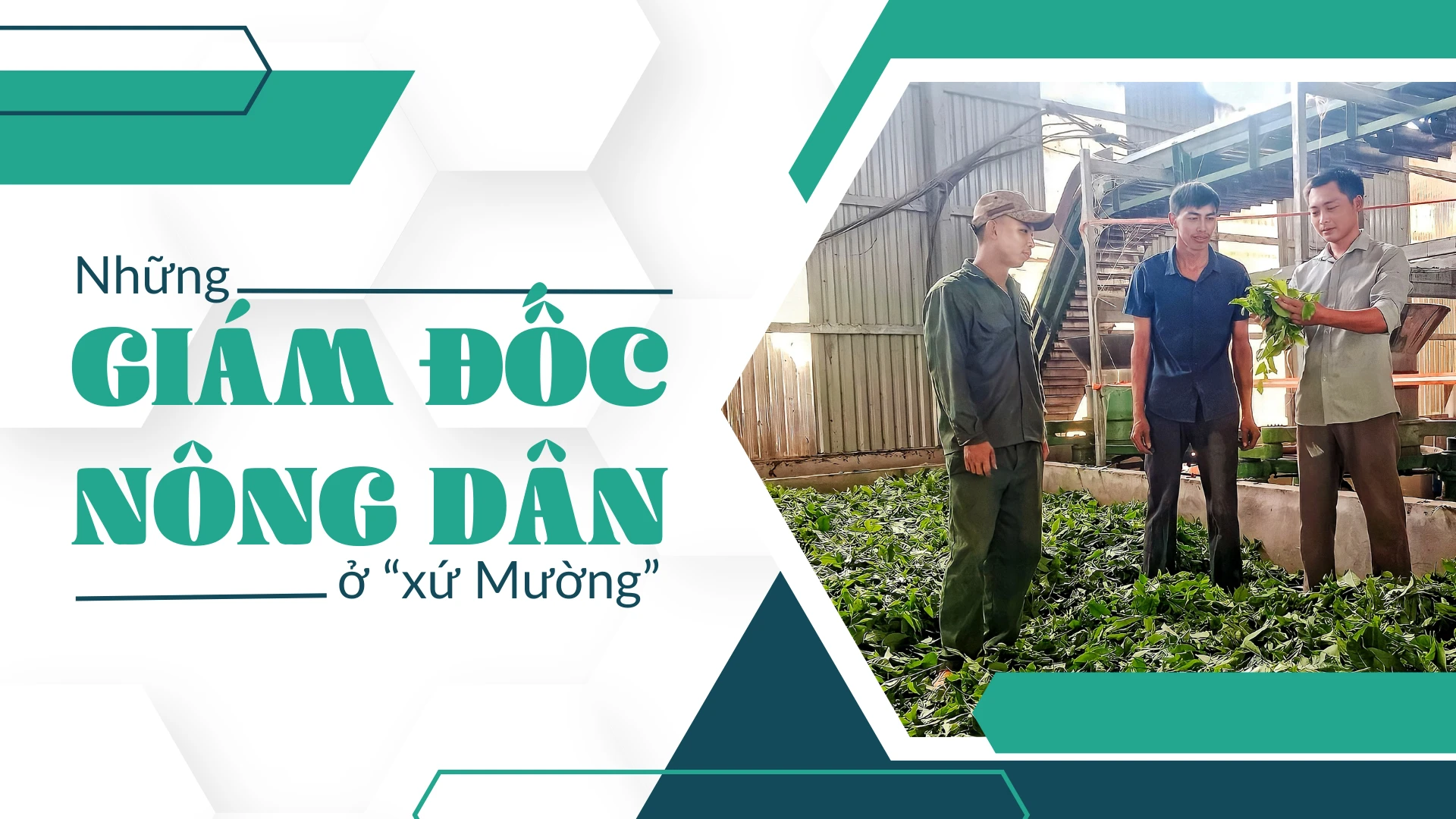 Những giám đốc nông dân ở “xứ Mường”