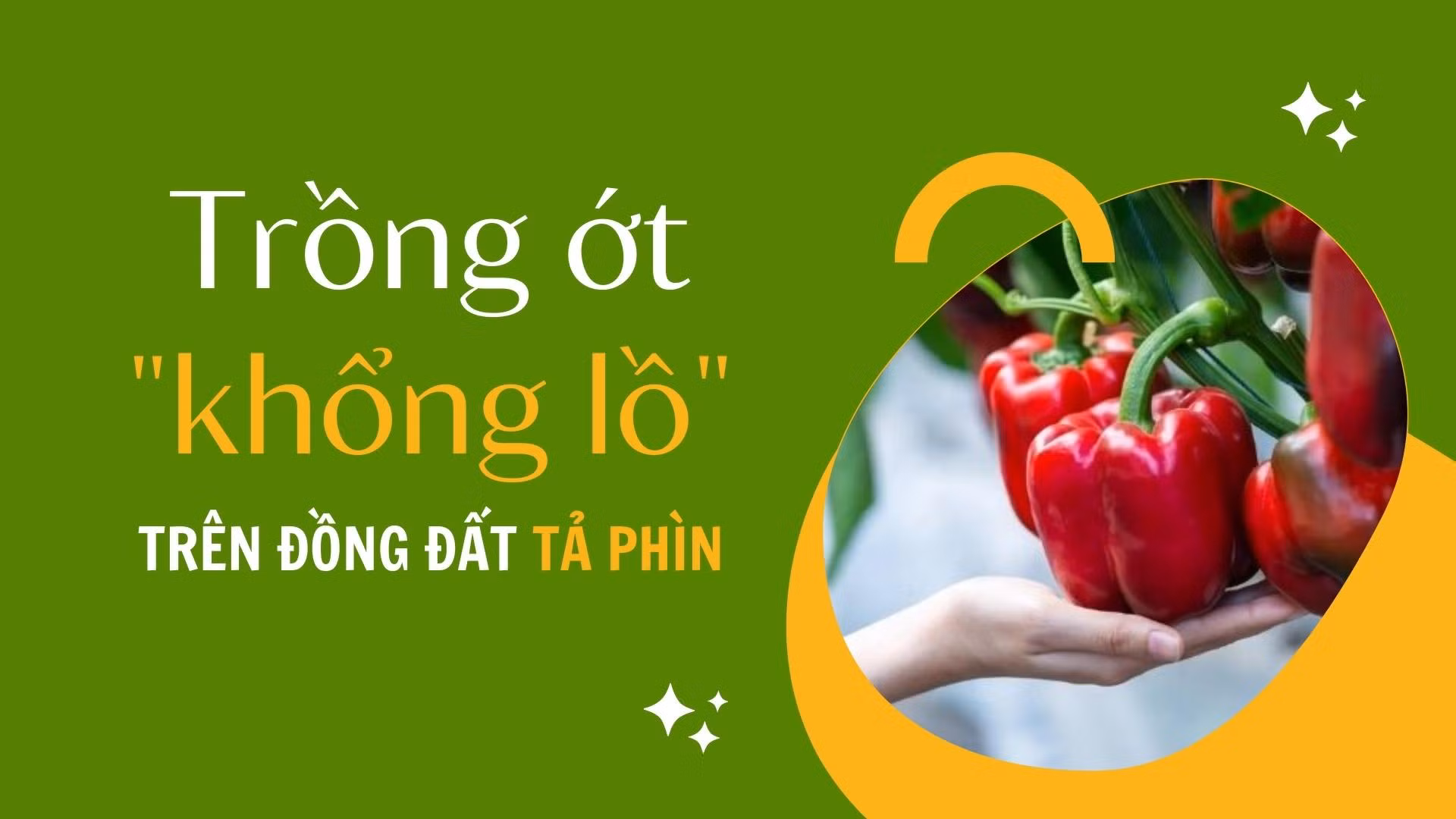 Trồng ớt “khổng lồ” trên đồng đất Tả Phìn
