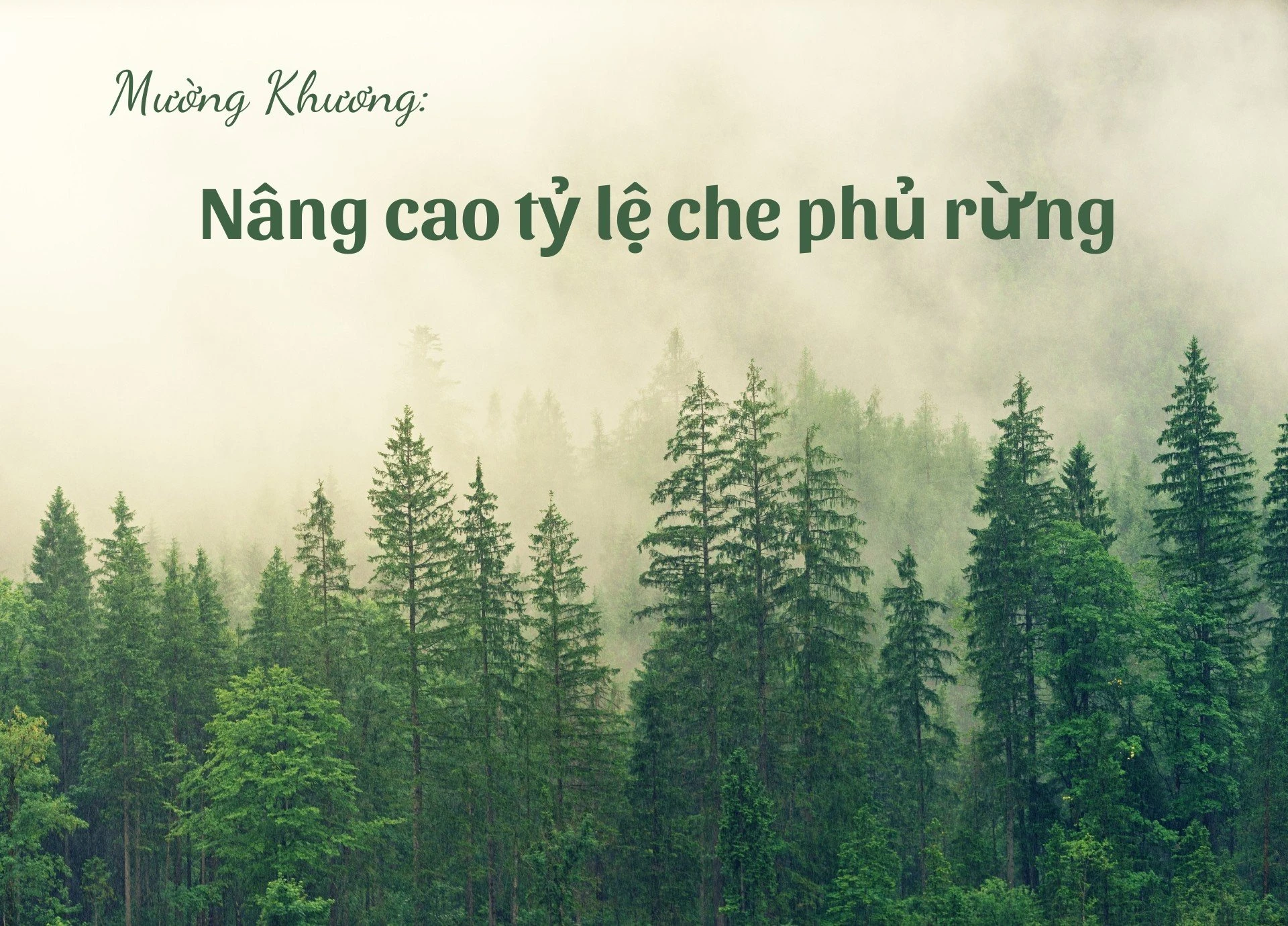 Mường Khương nâng cao tỷ lệ che phủ rừng