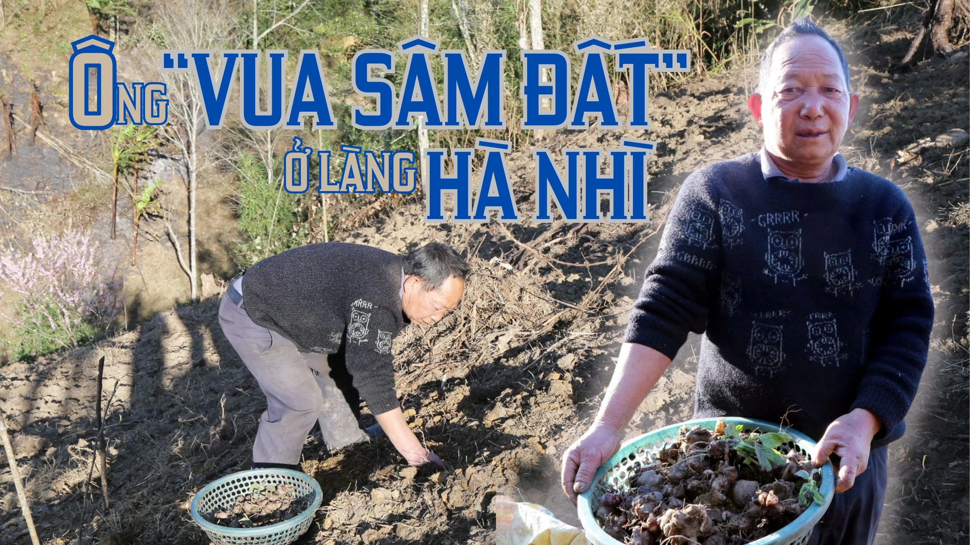 Ông “vua sâm đất” ở làng Hà Nhì