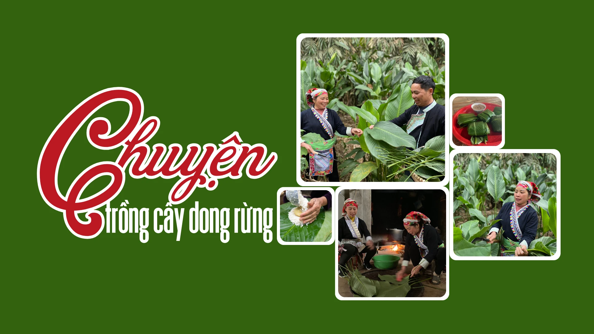 Chuyện trồng cây dong rừng