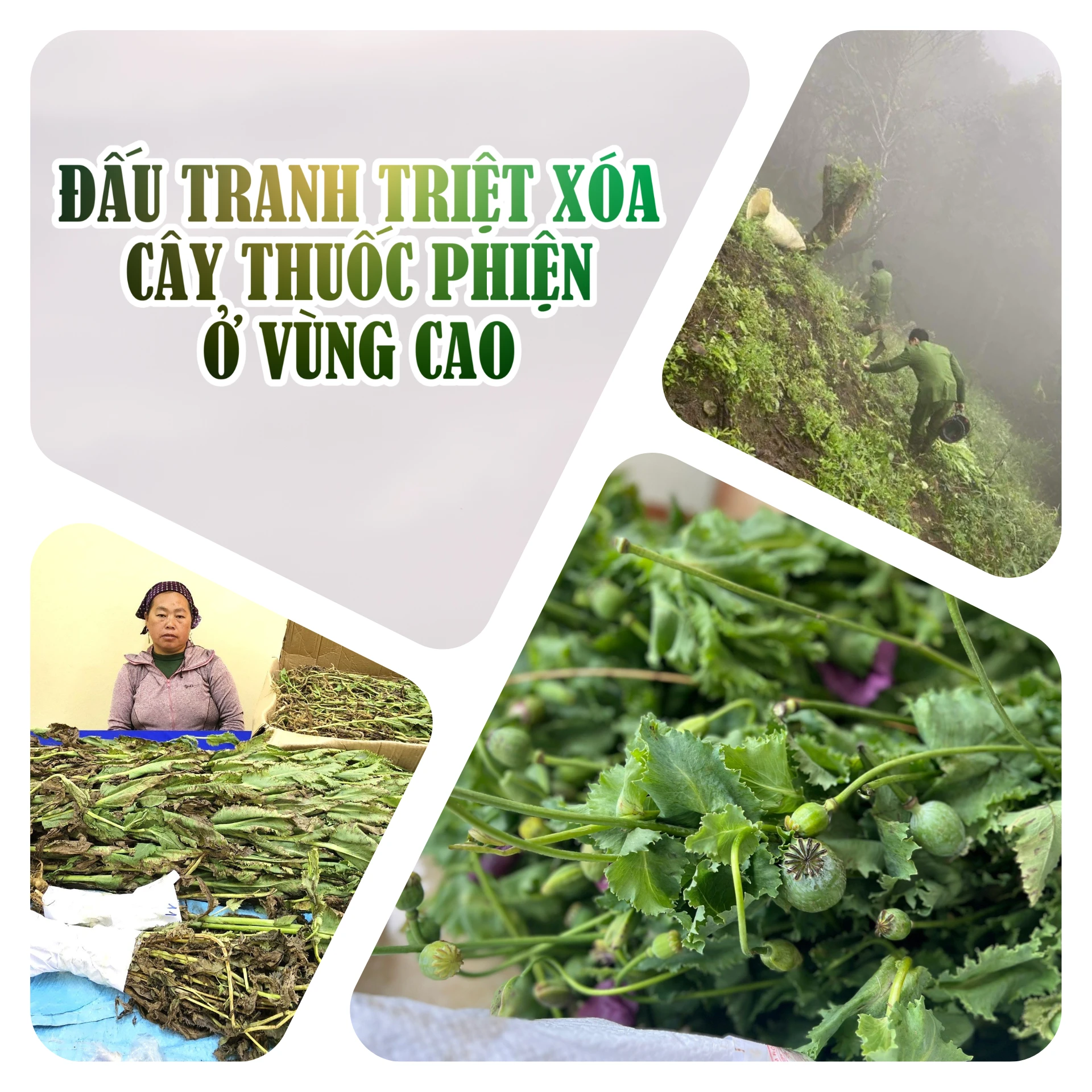 Đấu tranh triệt xóa cây thuốc phiện ở vùng cao