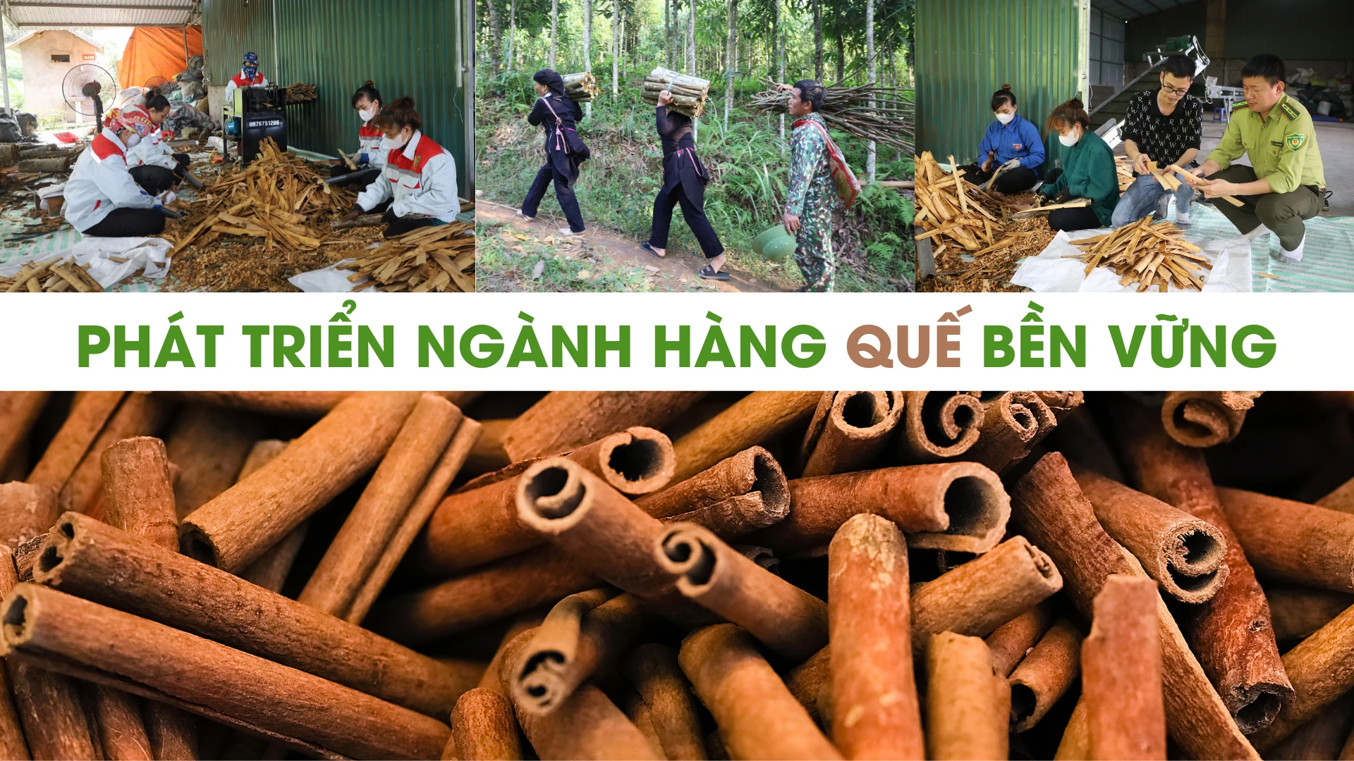 Phát triển ngành hàng quế bền vững