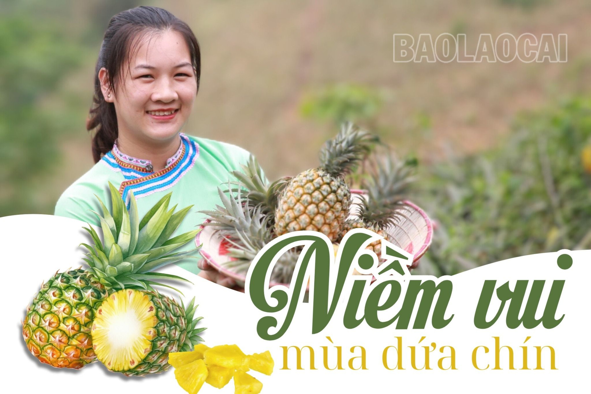 Niềm vui mùa dứa chín