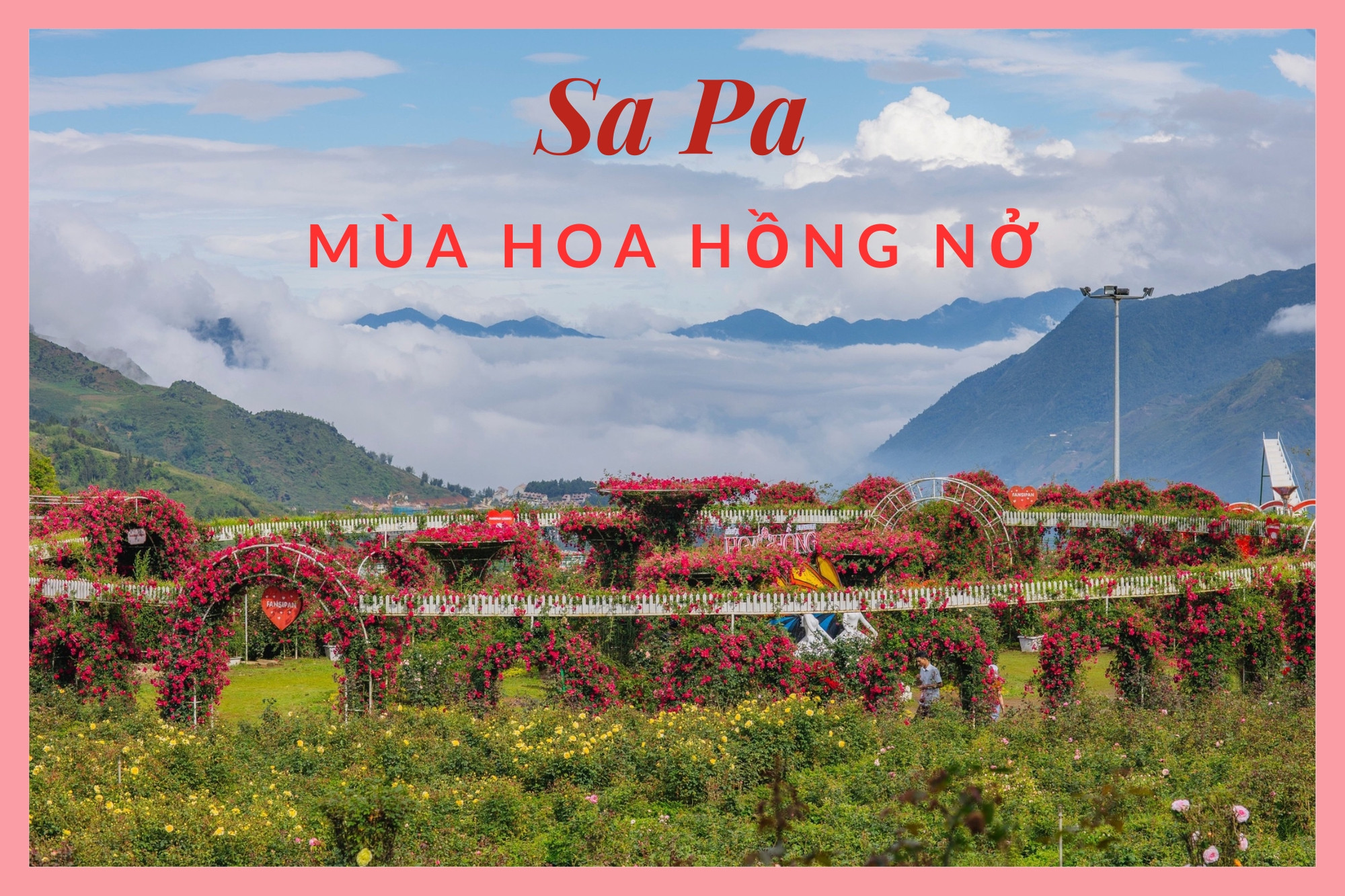Sa Pa mùa hoa hồng nở
