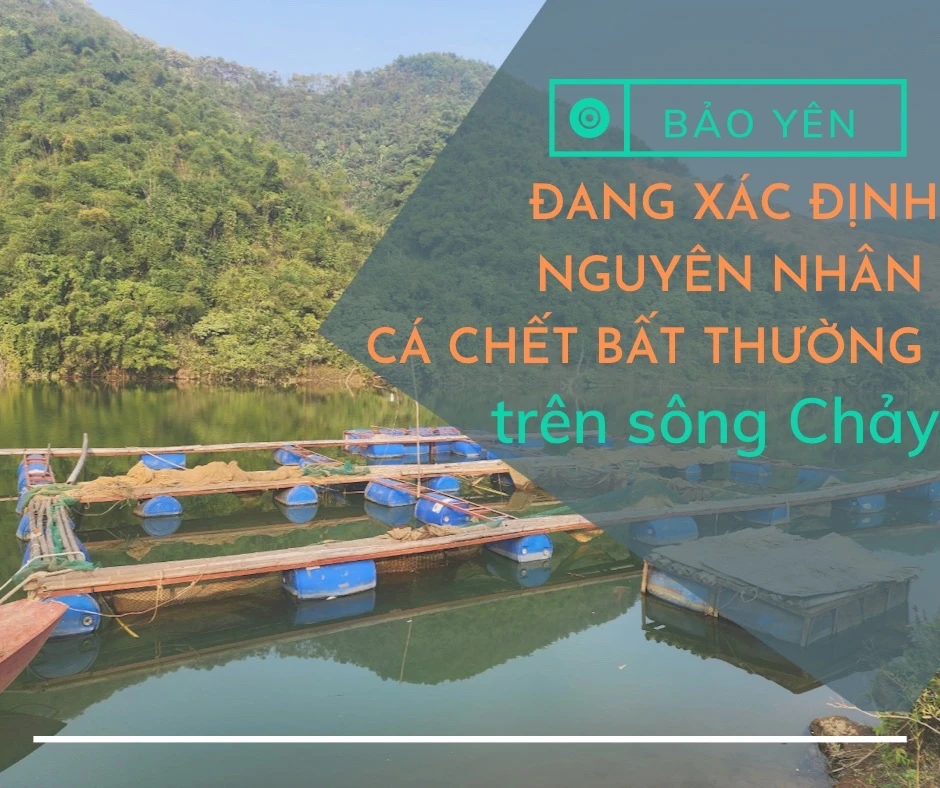 Bảo Yên: Đang xác định nguyên nhân khiến cá chết bất thường trên sông Chảy