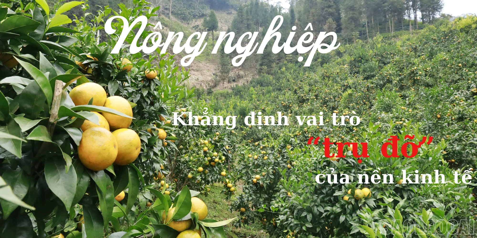 Nông nghiệp khẳng định vai trò “trụ đỡ” của nền kinh tế