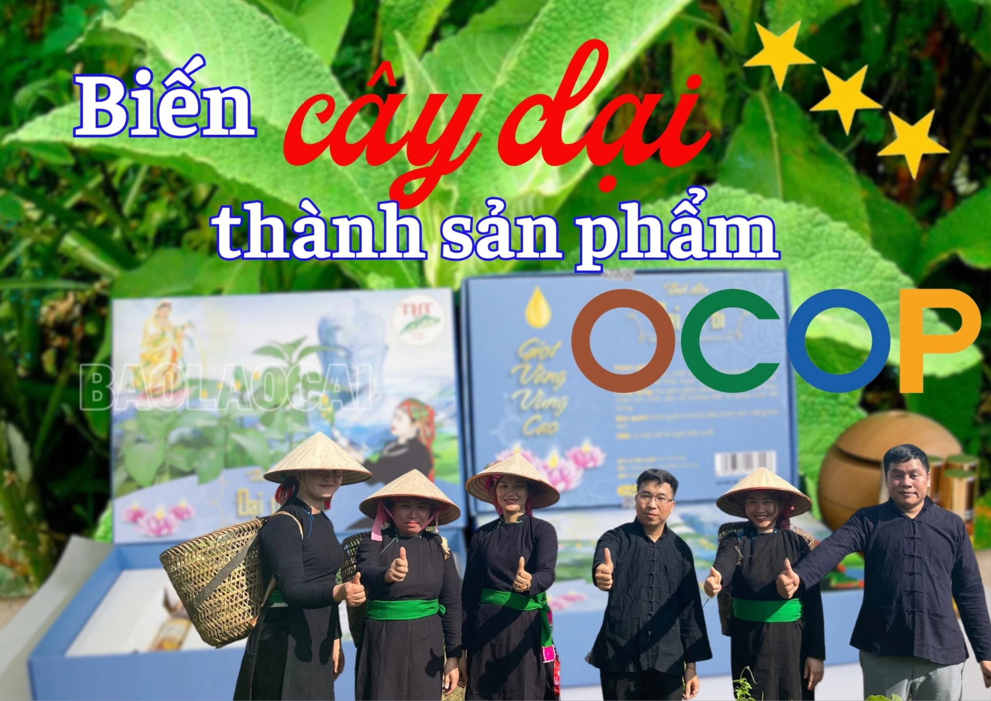 “Biến” cây dại thành sản phẩm OCOP