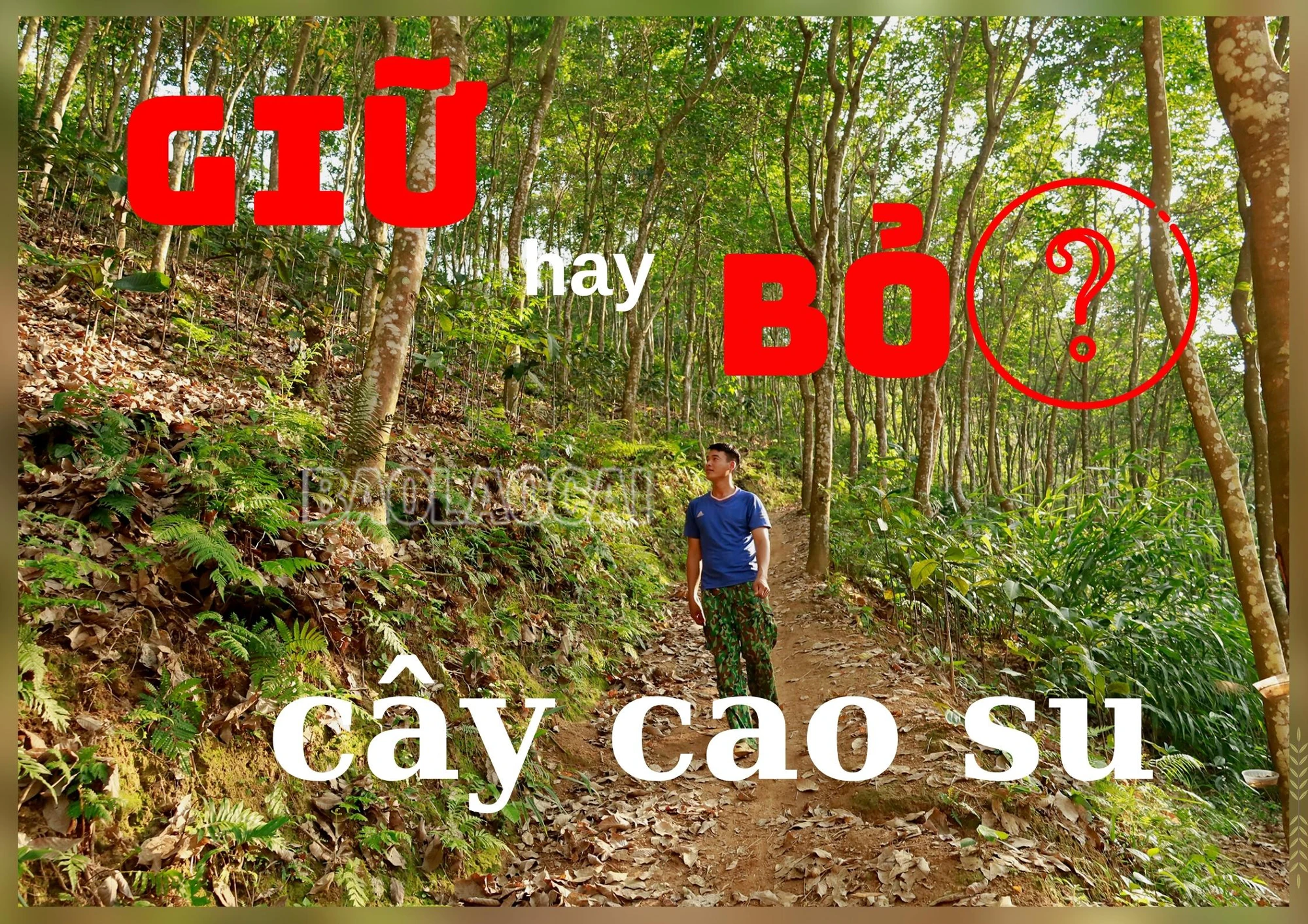 "Giữ" hay "bỏ" cây cao su