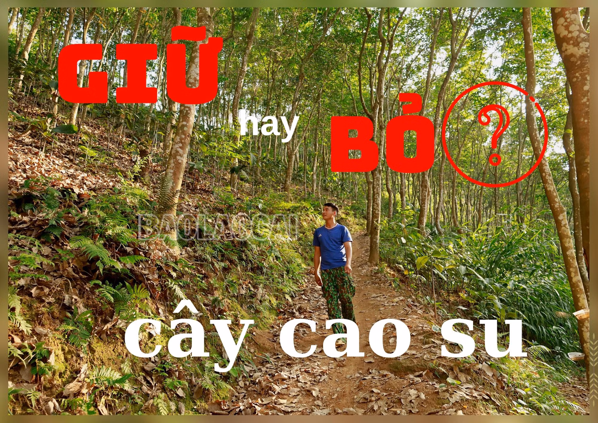 "Giữ" hay "bỏ" cây cao su