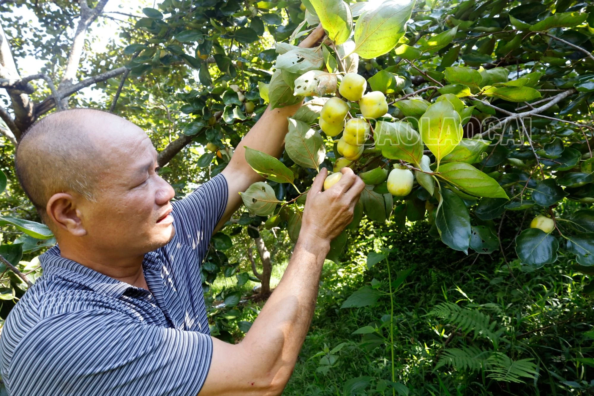 Tân Thượng mùa quả ngọt