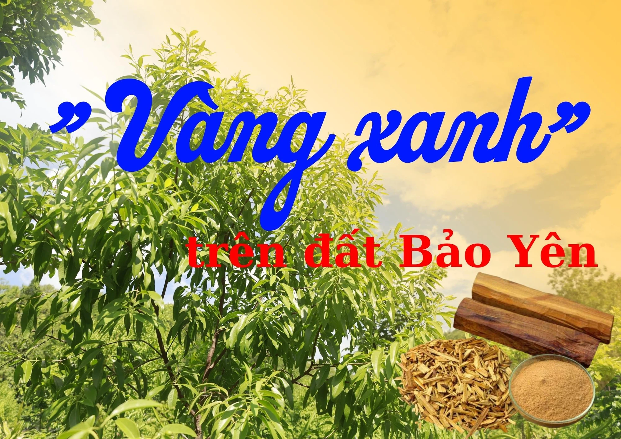 “Vàng xanh” trên đất Bảo Yên