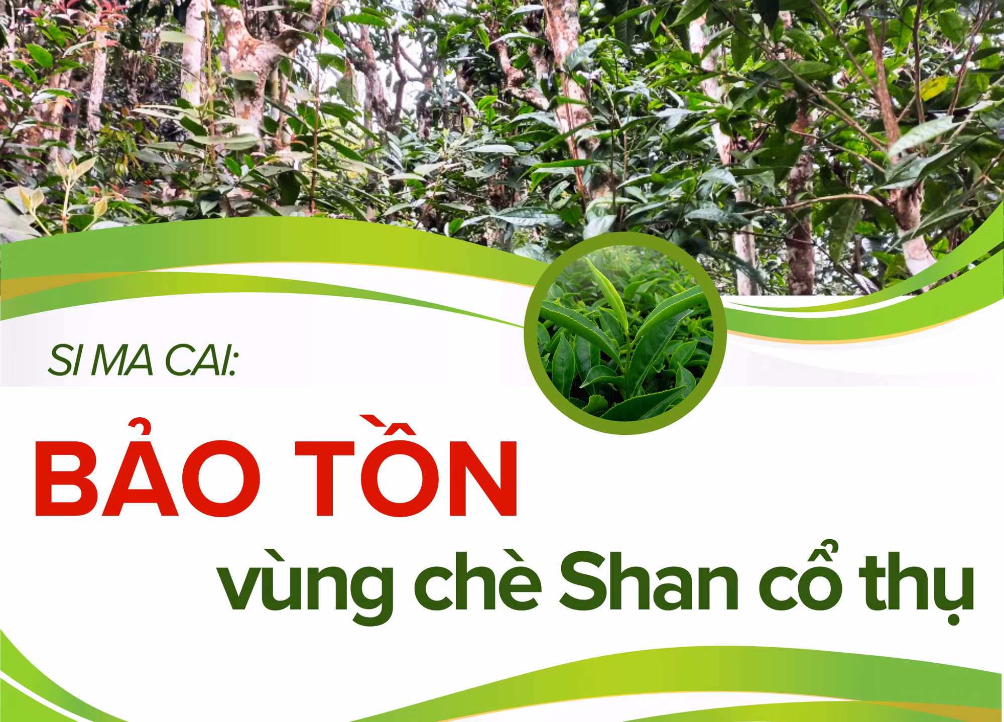 Bảo tồn vùng chè Shan cổ thụ