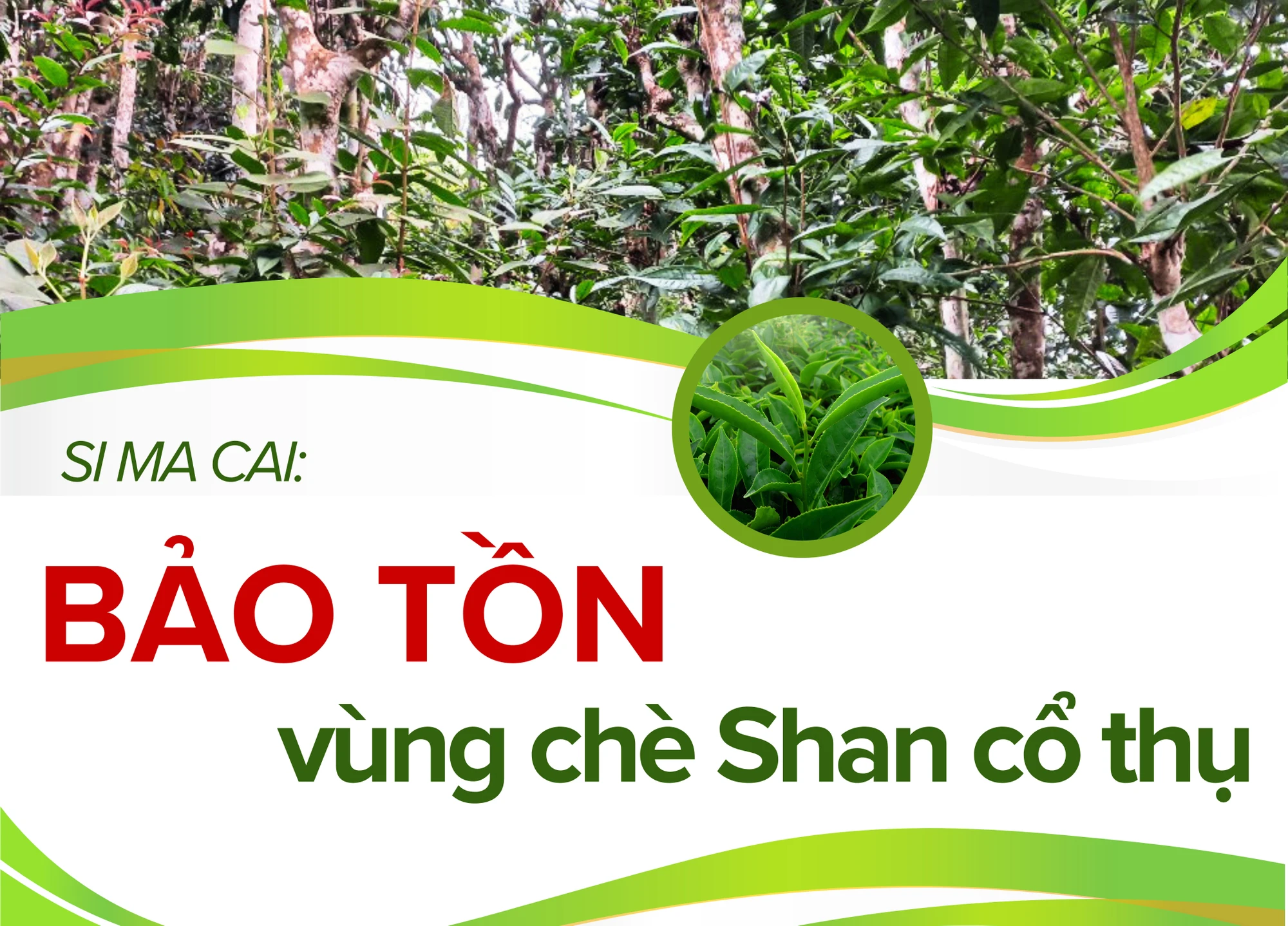 Bảo tồn vùng chè Shan cổ thụ