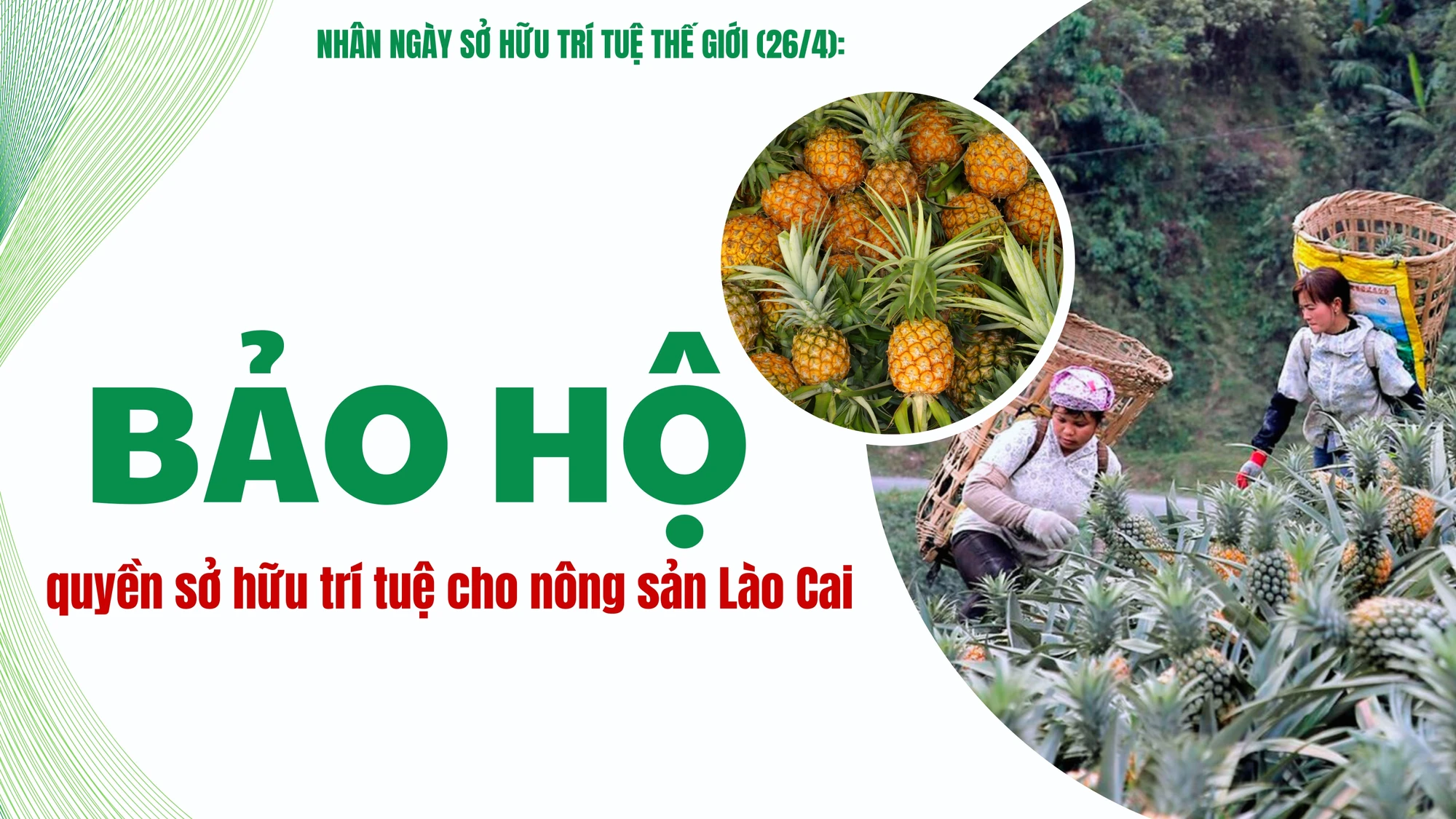 Bảo hộ quyền sở hữu trí tuệ cho nông sản Lào Cai