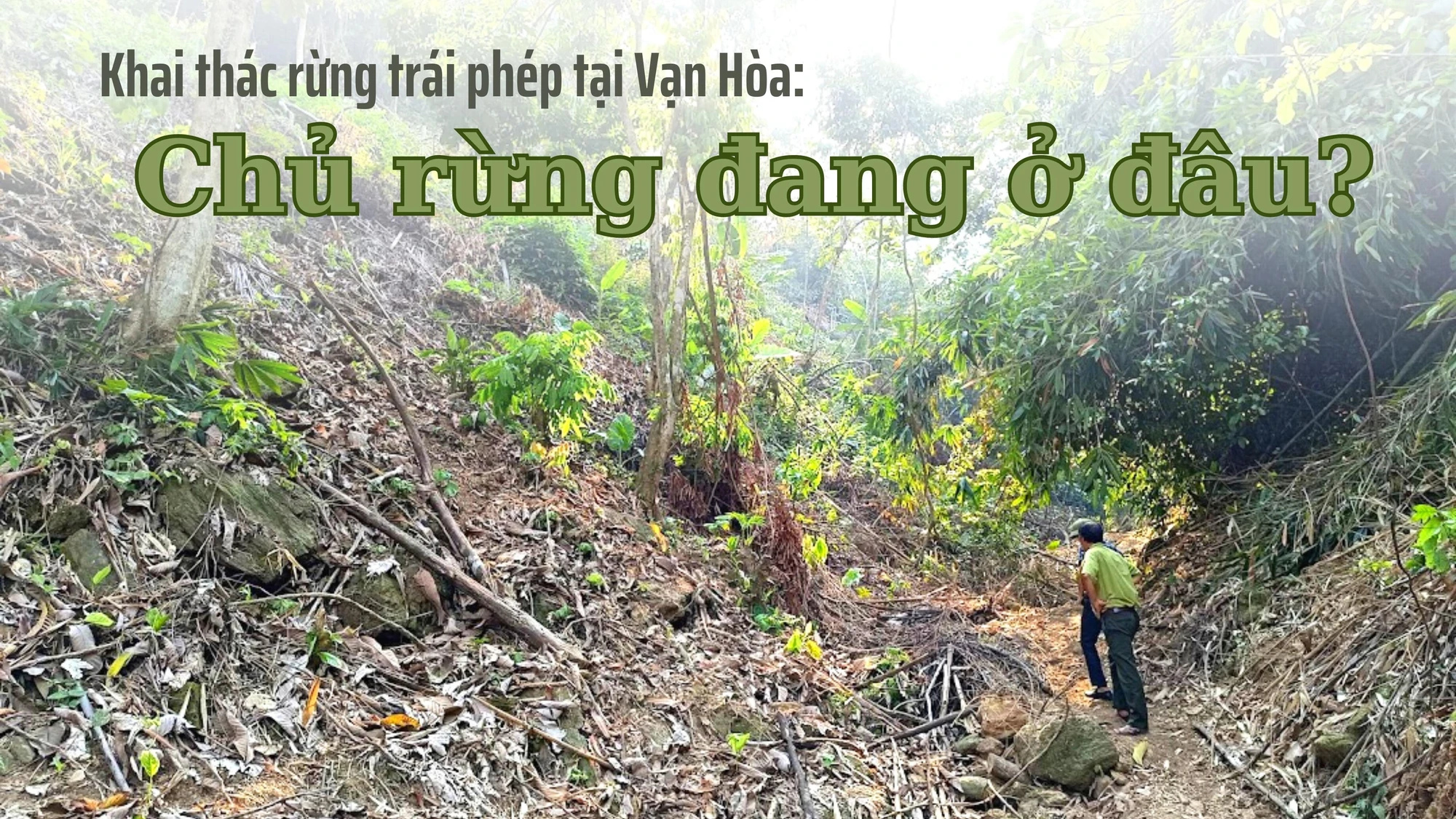 Khai thác rừng trái phép tại Vạn Hòa: Chủ rừng đang ở đâu?