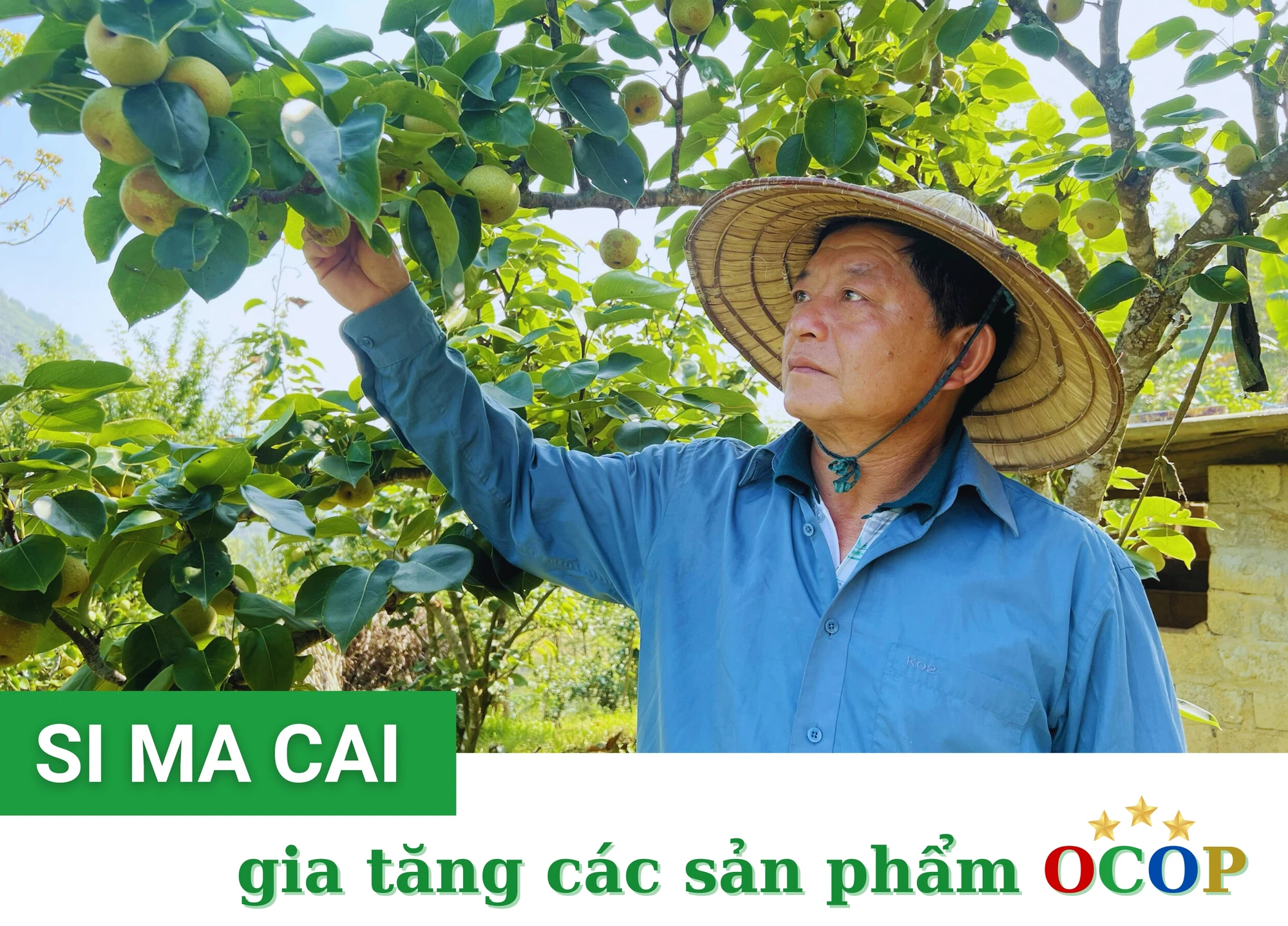 Si Ma Cai gia tăng sản phẩm OCOP