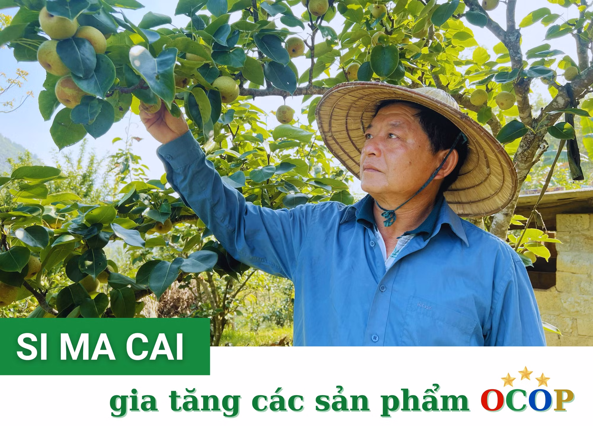 Si Ma Cai gia tăng sản phẩm OCOP