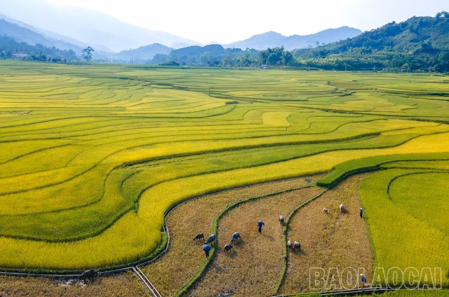 Mùa "vàng" Hợp Thành
