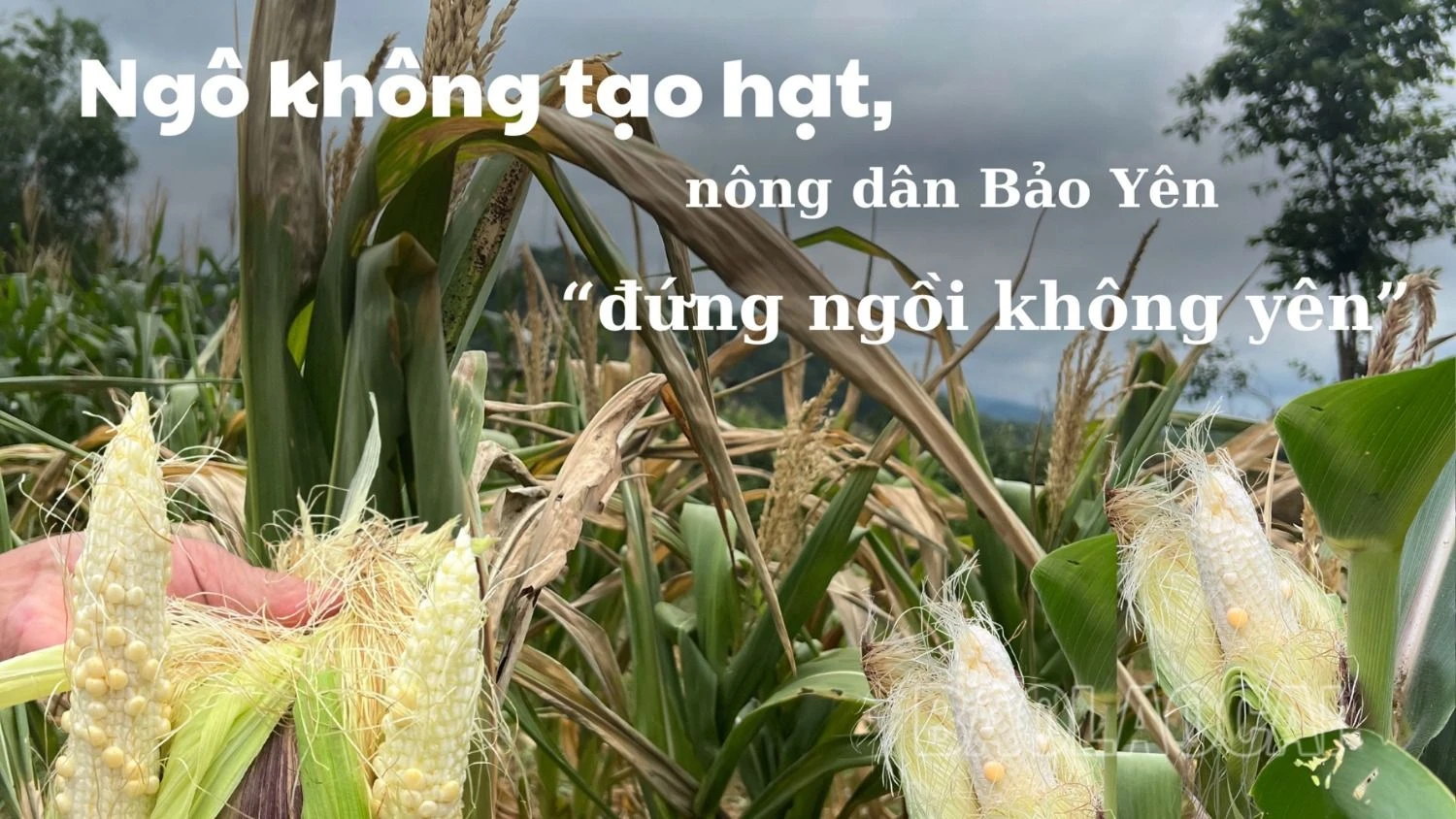 Ngô không tạo hạt, nông dân Bảo Yên “đứng ngồi không yên”